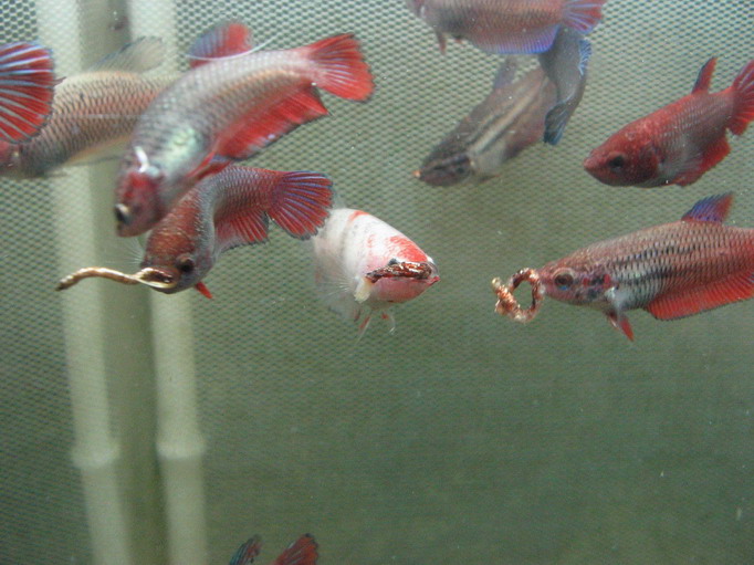 将军斗鱼哪种好 斗鱼将军青花牌子同款