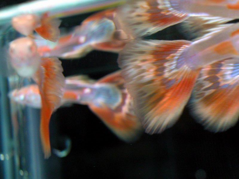 刚买的鱼!颜色比较好看! - 【斗鱼、孔雀专版】