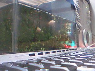 自己养的白兔鱼和饲料鱼里的圆尾斗还有旁皮 