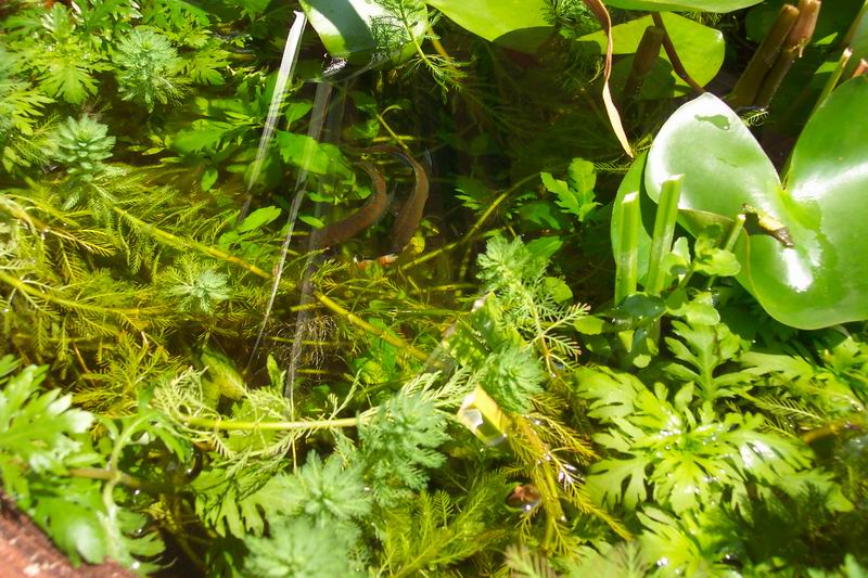 看看我养国斗的缸,2年没换水,完全自然 - 【中国