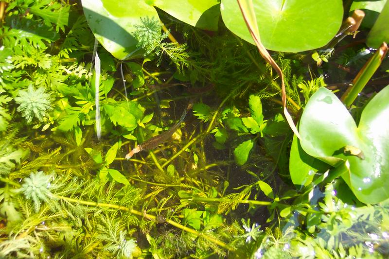 看看我养国斗的缸,2年没换水,完全自然 - 【中国