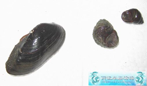 [原创]这样的螺可以放在鱼缸养吗(都是什么螺)