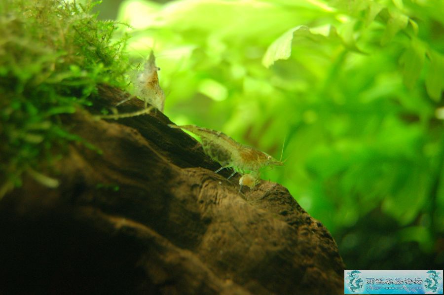 [原创]我可爱的虾虾,见笑 - 【虾螺蚌蚬蟹讨论】