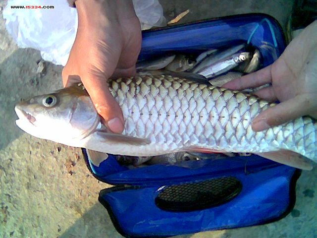 20063179204954002.jpg