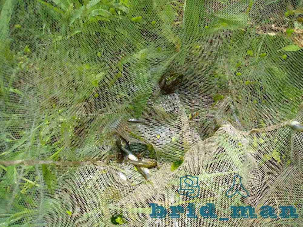 2006.4.24野采之寻找斗鱼 - 【野外探寻、考察