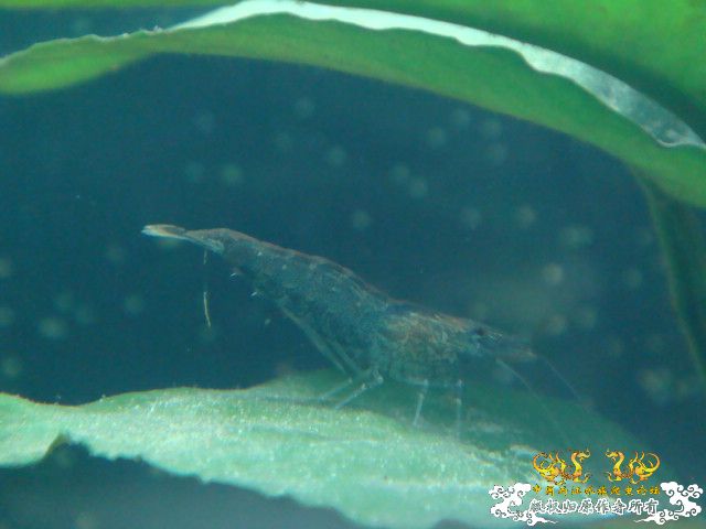 小心!有毒! - 【虾螺蚌蚬蟹讨论】 - 两江中国原