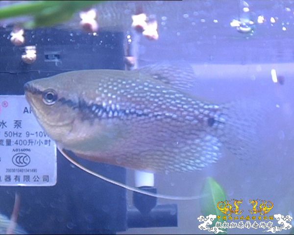 珍珠<em>马甲如何</em>分雌雄? - 【其它小型鱼类专版】