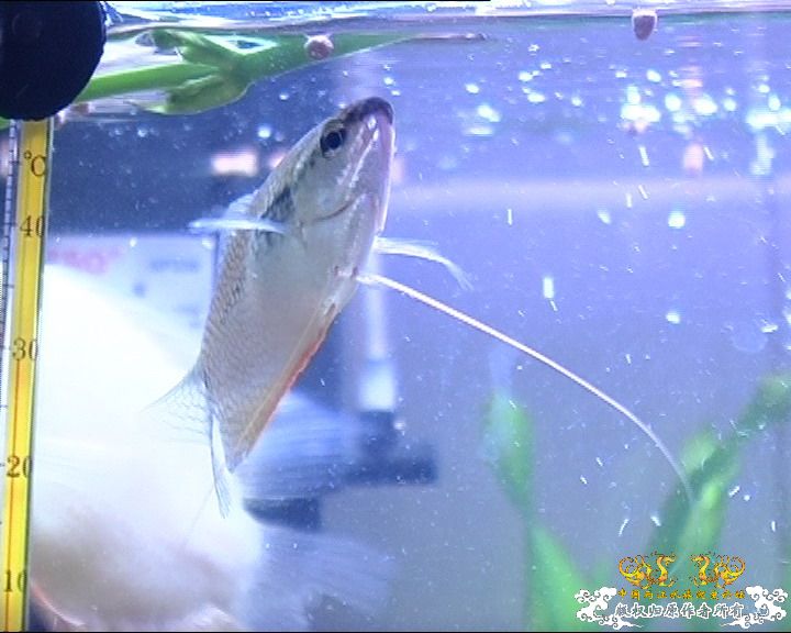 珍珠<em>马甲</em>如何<em>分雌雄</em>? - 【其它小型鱼类专版】