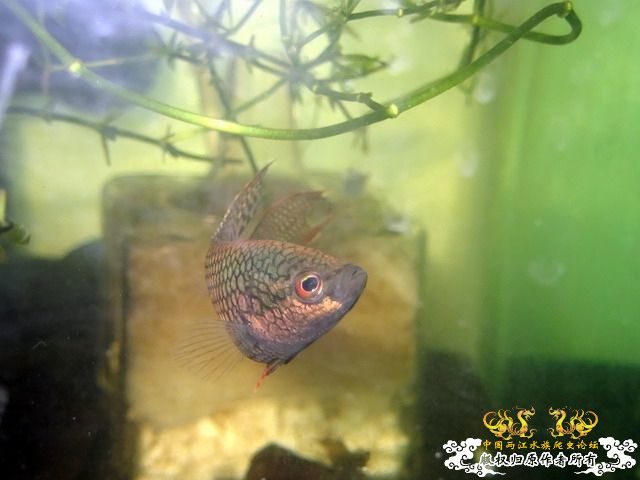 N专请进:小黑发色(续) - 【中国斗鱼】 - 两江中