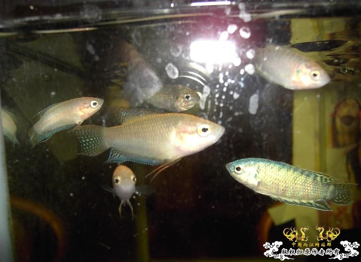 发发自家的群叉~~ - 第2页 - 【中国斗鱼】 - 两