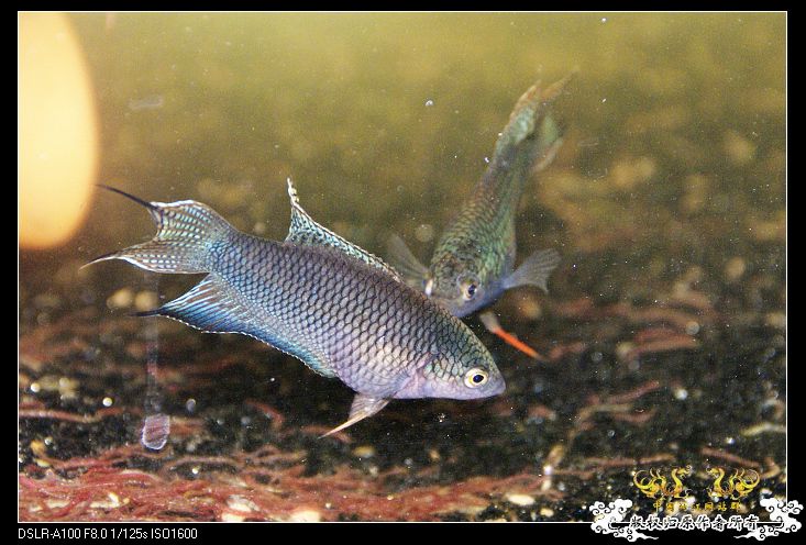 [原创]天冷了,斗鱼都全部大缸混养! - 【中国斗鱼