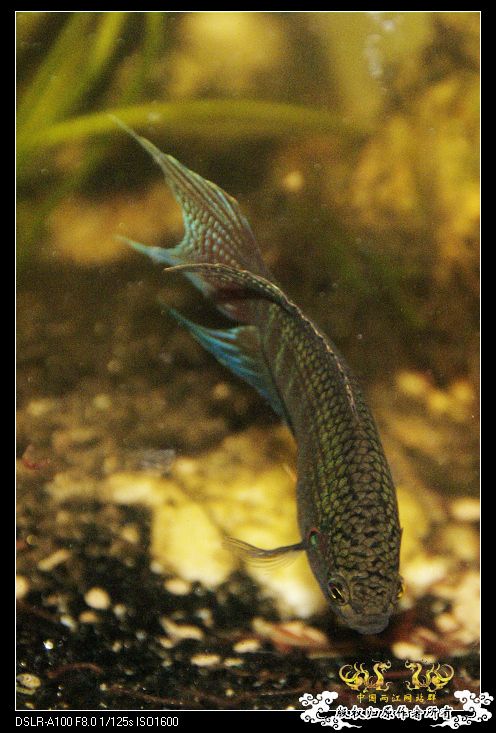 [原创]天冷了,斗鱼都全部大缸混养! - 【中国斗鱼