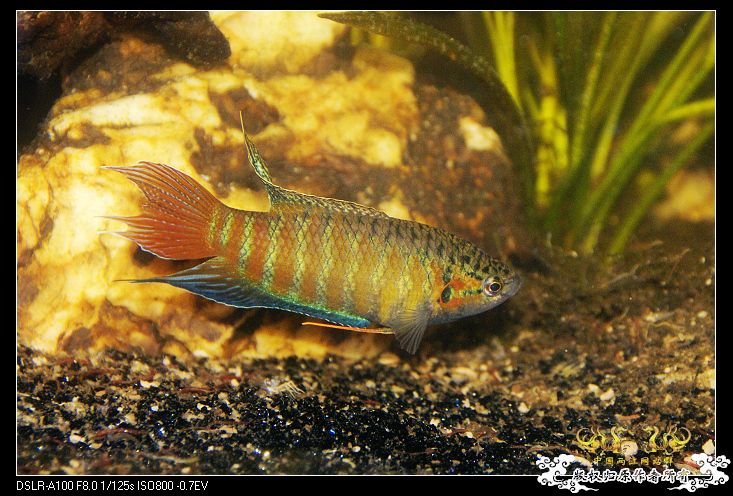 [原创]天冷了,斗鱼都全部大缸混养! - 【中国斗鱼