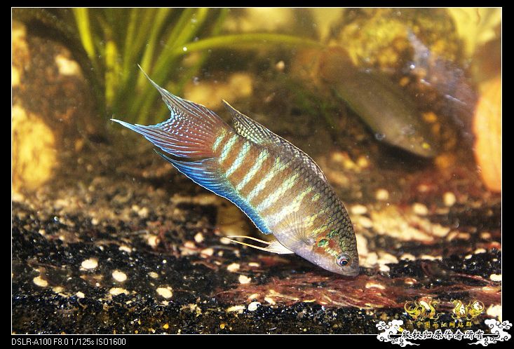 [原创]天冷了,斗鱼都全部大缸混养! - 【中国斗鱼