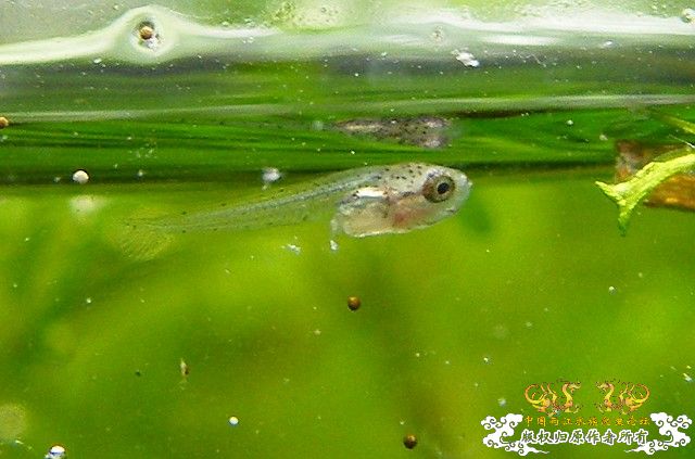 普叉初次繁殖日记(0309更新) - 第7页 - 【原生