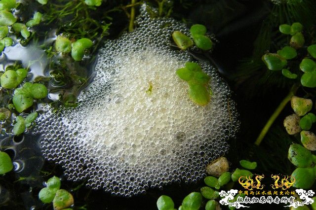 普叉初次繁殖日记(0309更新) - 第8页 - 【原生