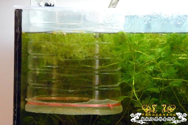 普叉初次繁殖日记(0309更新) - 第5页 - 【原生