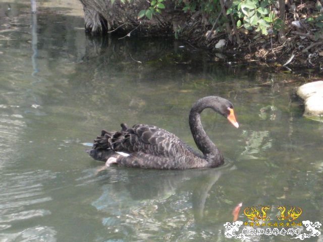 怎么挑选大鹅最好 200831723113064857.jpg