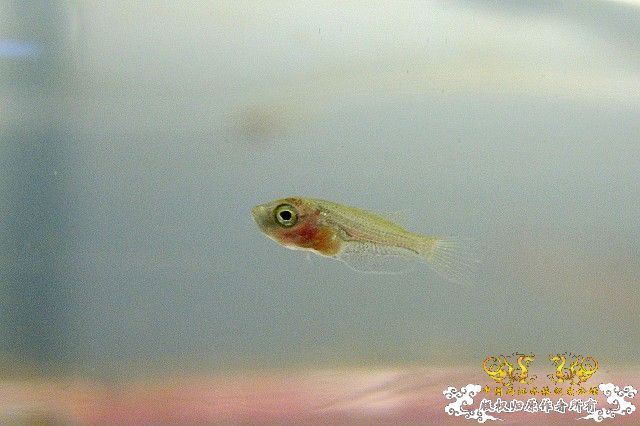 普叉初次繁殖日记(0309更新) - 第8页 - 【原生