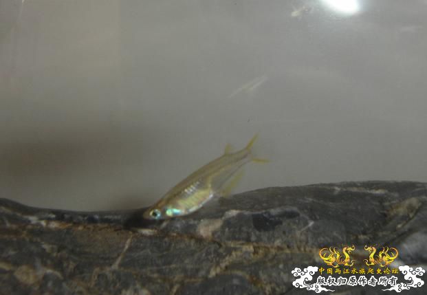 [求助]我的青将卵孵化出4条小鱼了,怎么养呢 - 