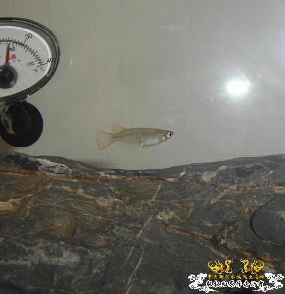 [求助]我的青将卵孵化出4条小鱼了,怎么养呢 - 