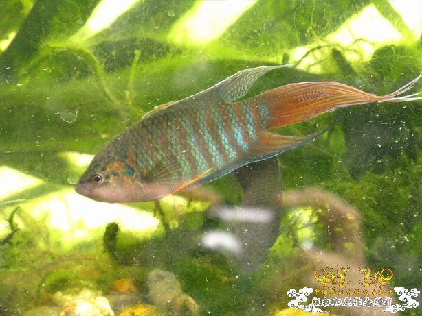 阳台上的国斗混养缸(续) - 中国斗鱼 - 两江中国