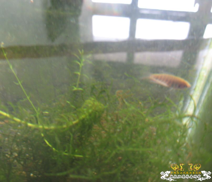 养小斗鱼的蛋黄水是什么,能有高手解答么?-最