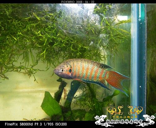 近期遗漏照片补发 - 【中国斗鱼】 - 两江中国原