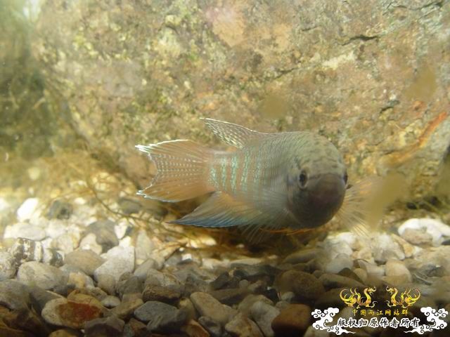 [贴图]我的叉不知如何培育拉丝! - 【中国斗鱼】