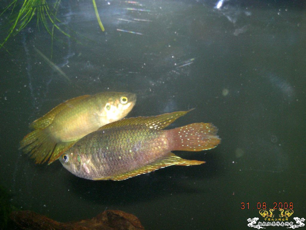 8.30成都某地野采国斗疯狂记录 - 【野外探寻、