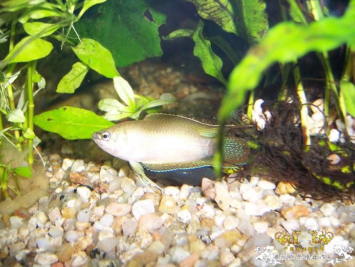 [求助]怎样才能让国斗颜色更好看? - 【中国斗鱼