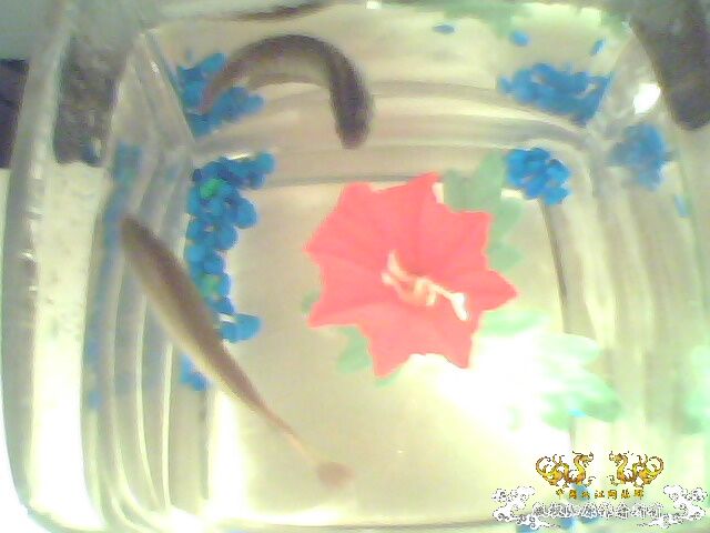 [原创]这是不是山东斗鱼? - 【中国斗鱼】 - 两江