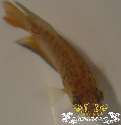 急救,我的斗是不是得了突眼病? - 【中国斗鱼】