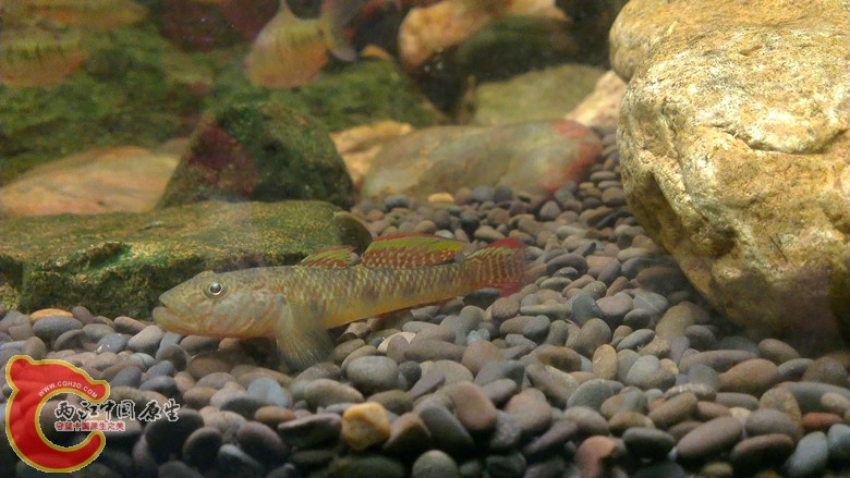 黏皮鲻鰕虎鱼 Mugilogobius myxodermus