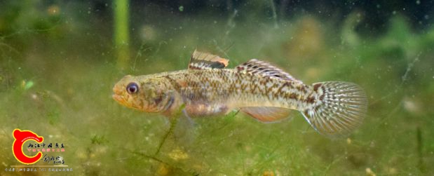 黏皮鲻鰕虎鱼 Mugilogobius myxodermus