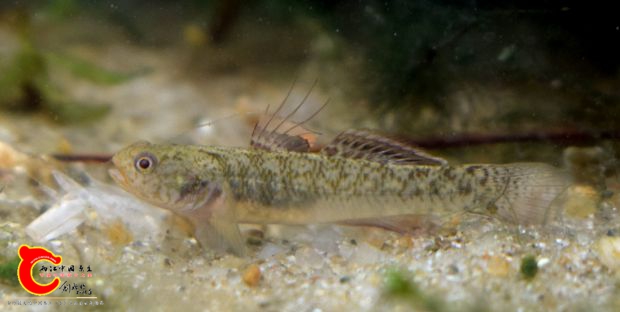 黏皮鲻鰕虎鱼 Mugilogobius myxodermus