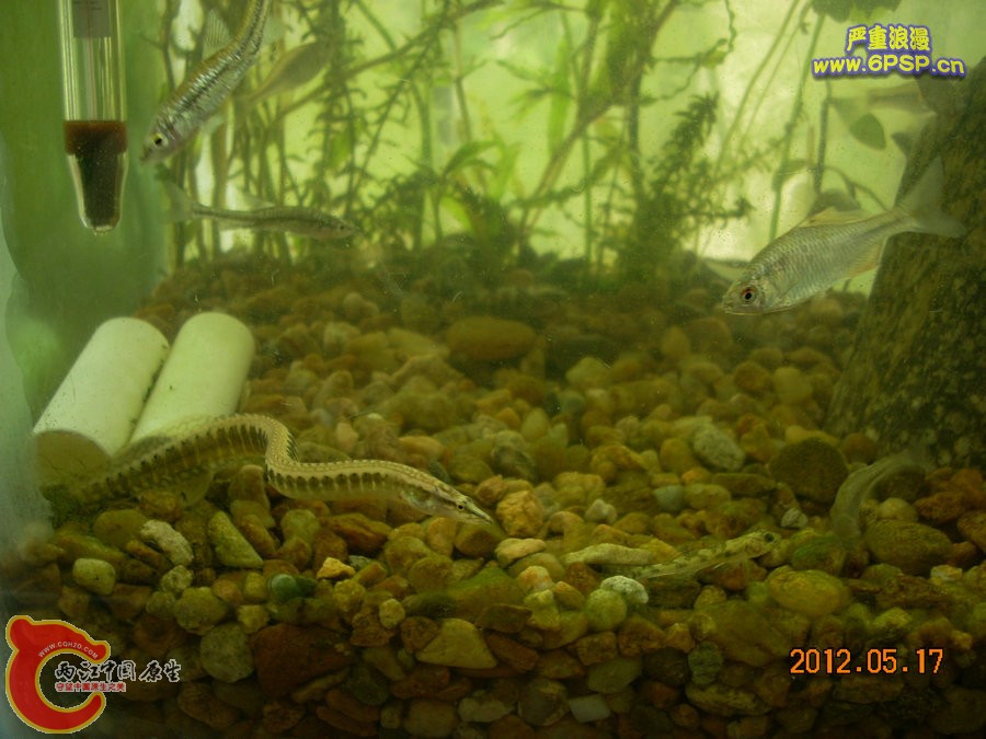 刺鳅(刀鳅)--图片、视频