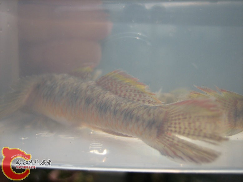 什么才算头鱼 125013xddwdzxnd7ezaae1.jpg