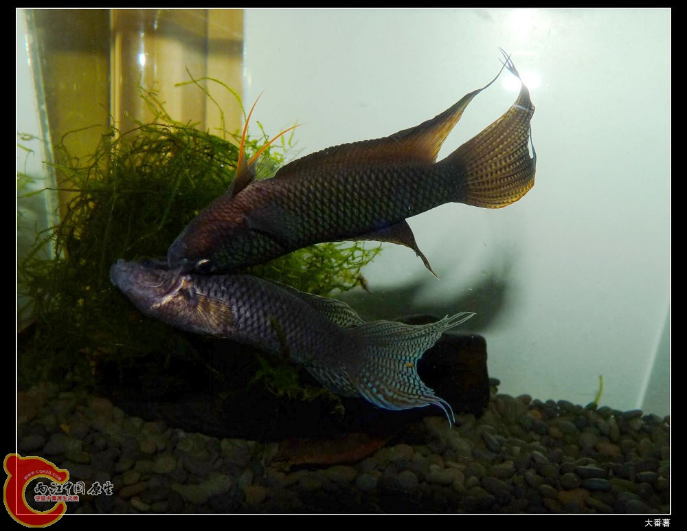 江中国原生-做中国最好的原生网络中国斗鱼中