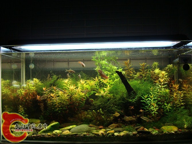 便宜又好用的鱼缸爆藻灯 121203sjdtzsky1s4fkwf1.jpg