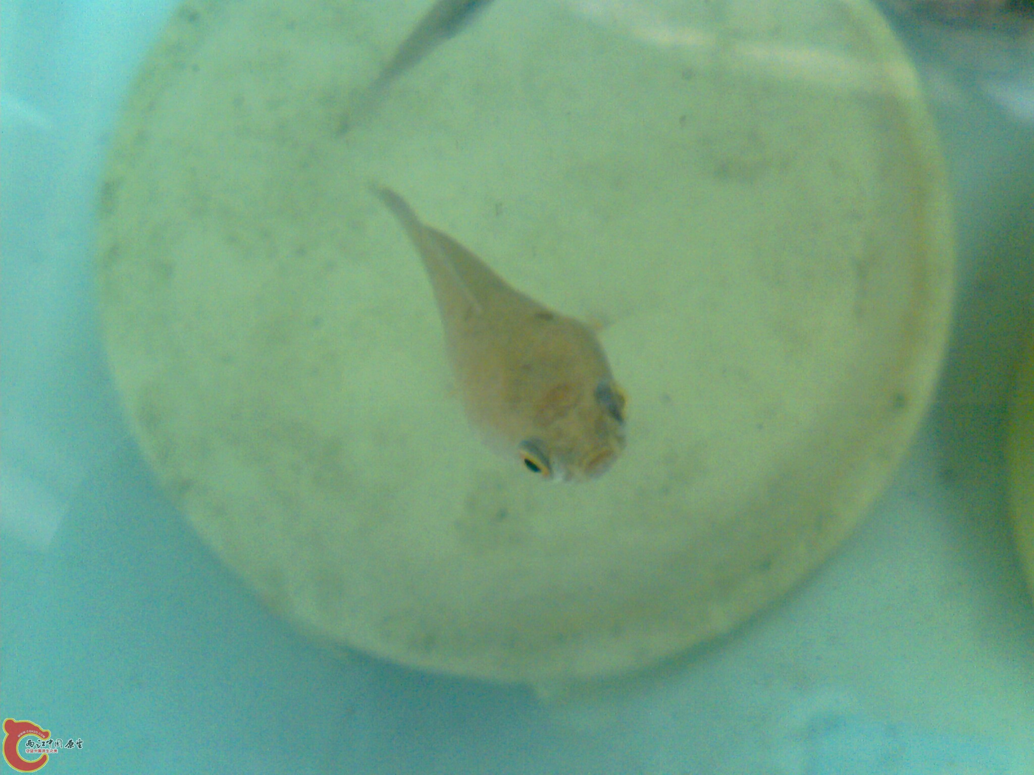 LVZ12764老大那里进的三条南鳢和今天野采的