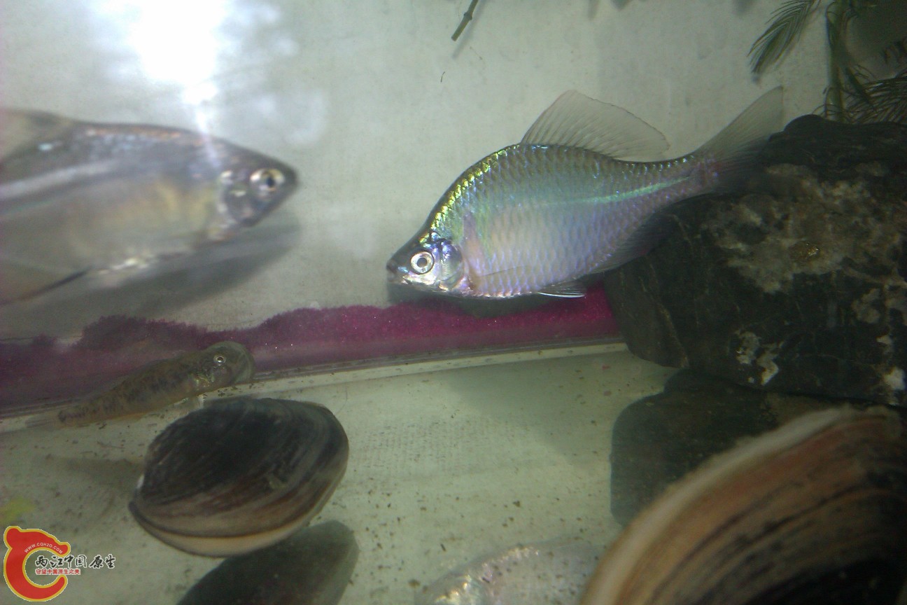 鳑鲏鱼最大长什么样 1347407b74xpsxbm0xtfm0.jpg