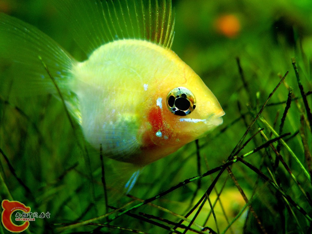 金波子鱼