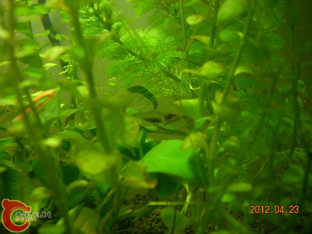 黑壳虾抱卵 2012.04.23-DSCN1640.jpg