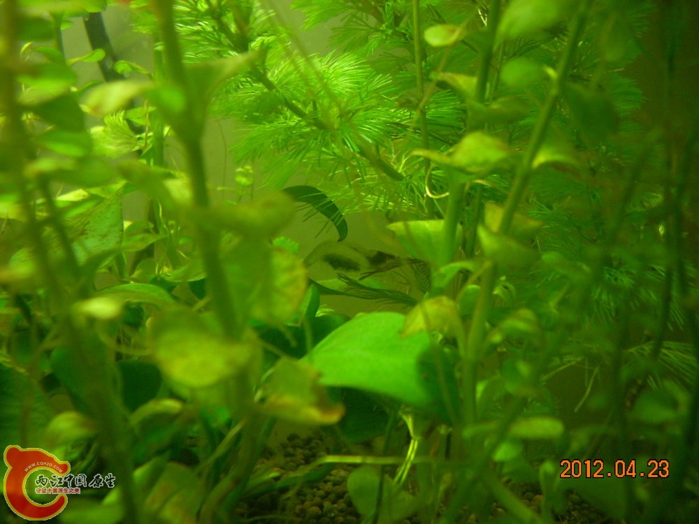 黑壳虾抱卵 2012.04.23-DSCN1641.jpg