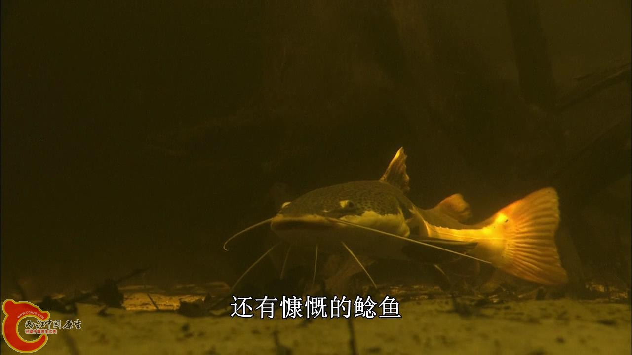 [亚马逊：太阳河].Discovery.HD-The.Amazon.River.of.the.Sun.Blu-ray.720p.x264.DD51.jpg