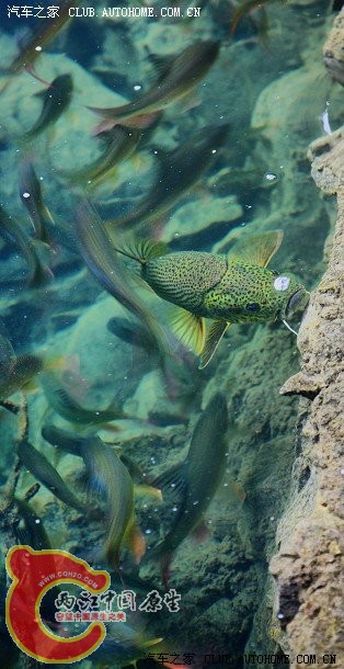 掌布景区的云南光唇鱼和鲈鲤1.jpg
