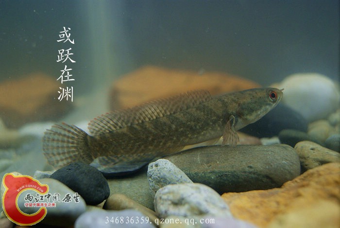 鱼多久不喂就死了 221328uai2fpmyj4ay4fuu.jpg