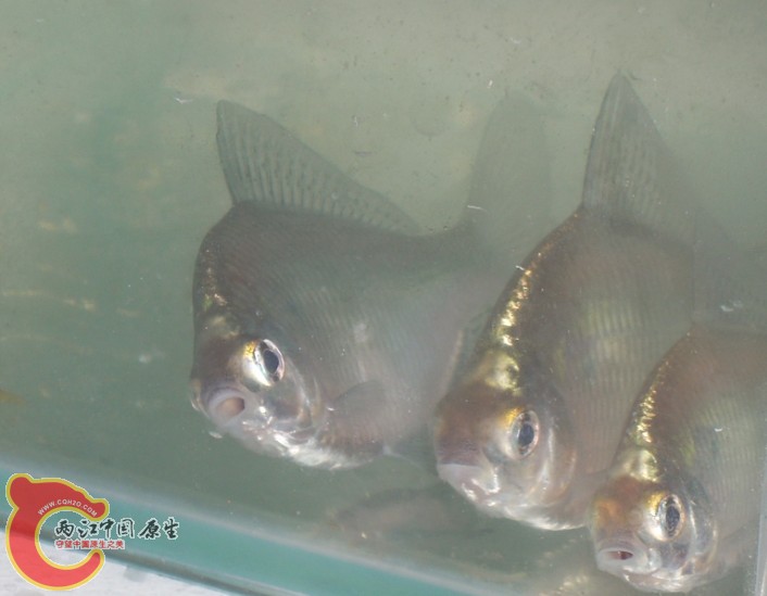 鳑鲏鱼最大长多少公分 145327gpiev95yibpez90y.jpg