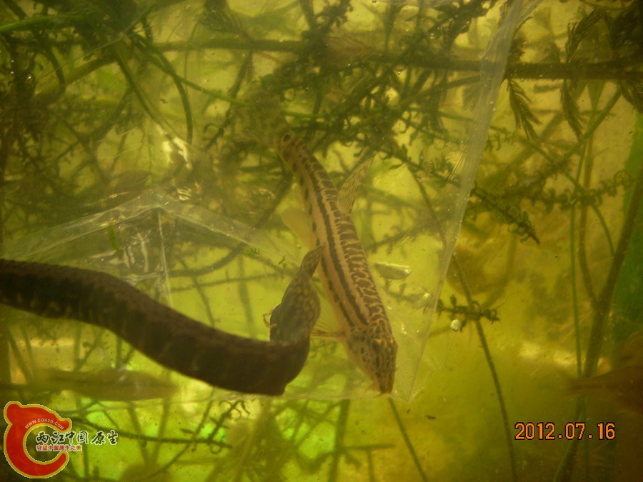 刺鳅 花鳅 2012.07.16-DSCN0331.jpg
